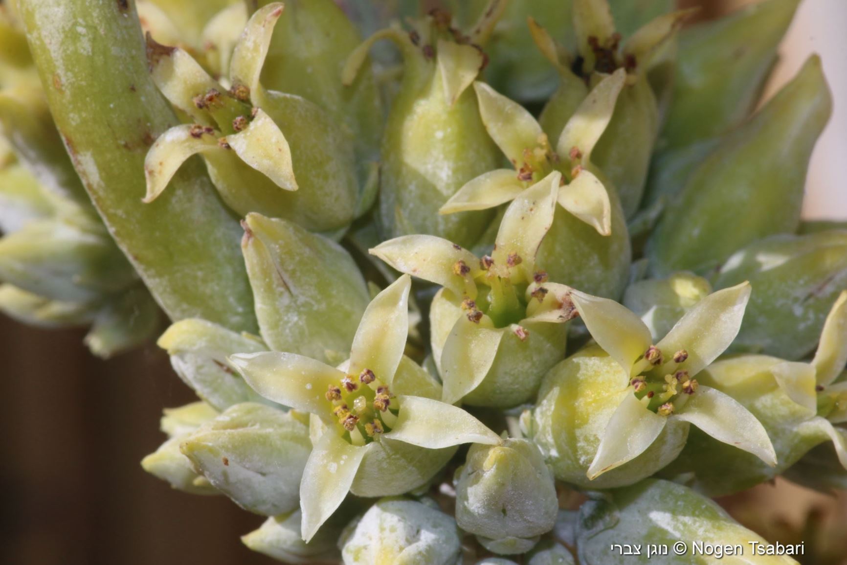 Kalanchoe thyrsiflora - Paddle Plant, Flapjacks, Desert Cabbage, White Lady, ניצנית מכבדית, ניצנית מכבדית