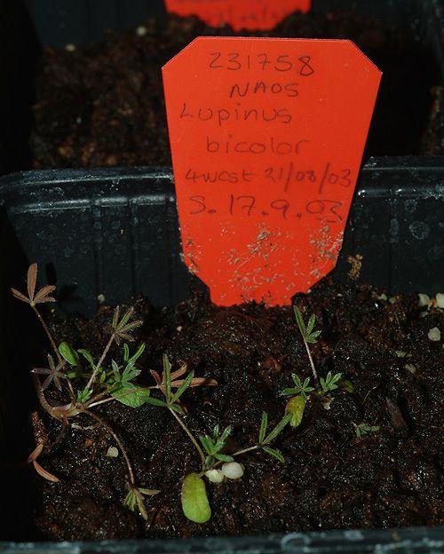 Lupinus bicolor - Miniature Lupine, Lindley's Annual Lupine, Bicolor Lupine, תורמוס דו-גוני