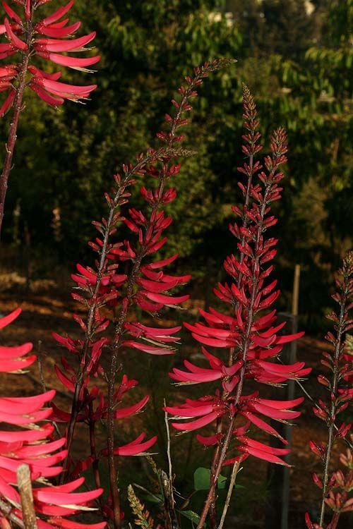 Erythrina herbacea - Coral Bean, Cherokee Bean, Red Cardinal, Cardinal spear, אלמוגן עשבוני, אלמוגן עשבוני