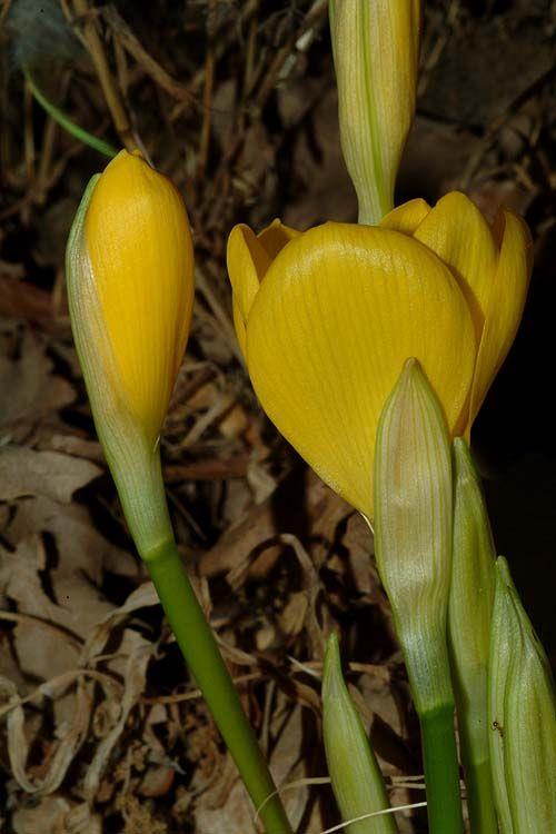 Sternbergia lutea - Yellow Autumn Crocus, Autumn Daffodil, Fall Daffodil, Lily-of-the-field, Winter Daffodil, חלמונית צהובה, חלמונית צהובה