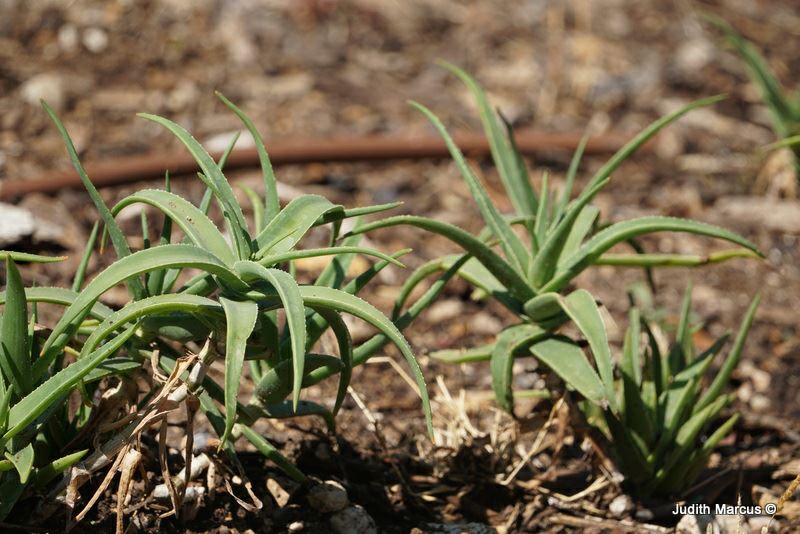 Aloe striatula - Hardy Aloe, Coral Aloe, אלווי עדין-פסים, אלווי עדין-פסים