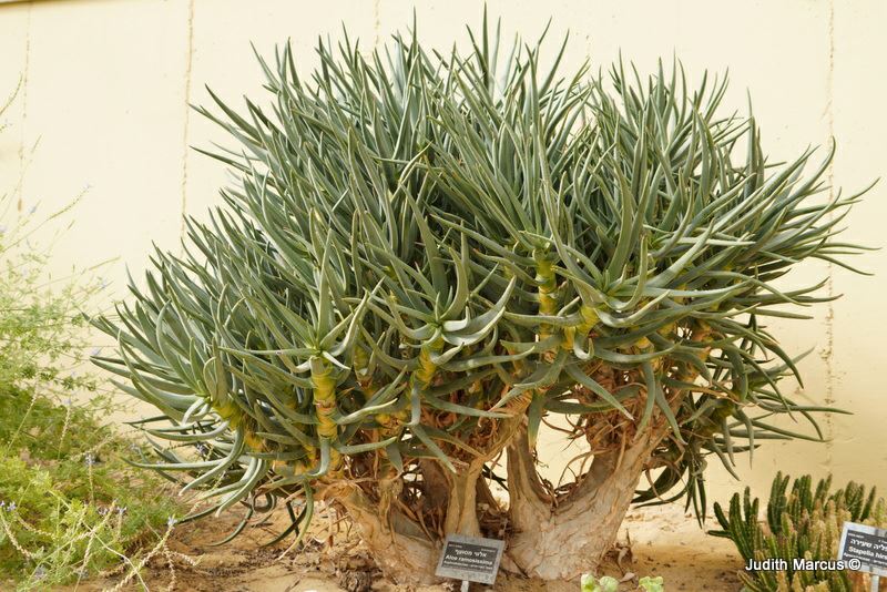 Aloe ramosissima - Maiden's Quiver Tree, אלווי מסועף, אלווי מסועף