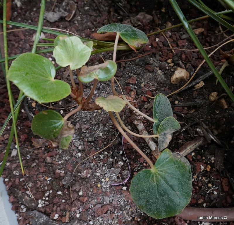 Begonia aff. grisea - בגוניה אפורה