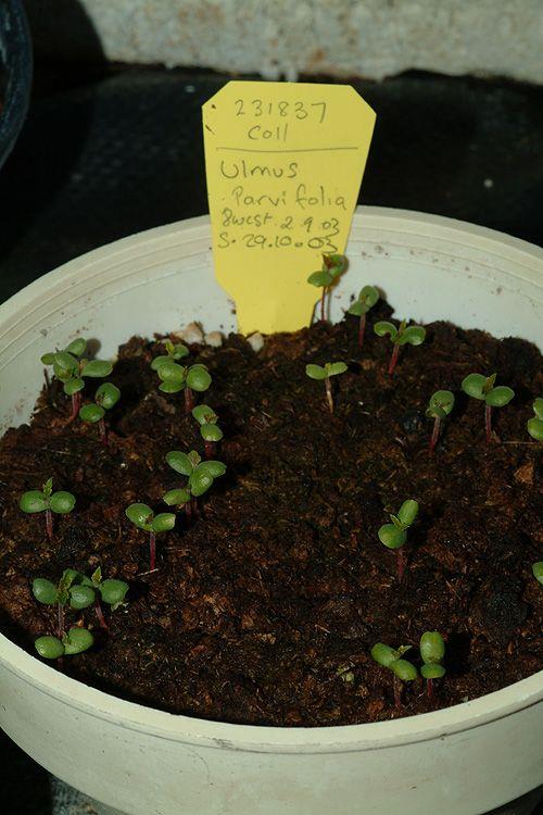 Ulmus parvifolia - Chinese Elm, Lacebark Elm, אולמוס קטן-עלים, אולמוס קטן-עלים, בוקיצה קטנת-עלים