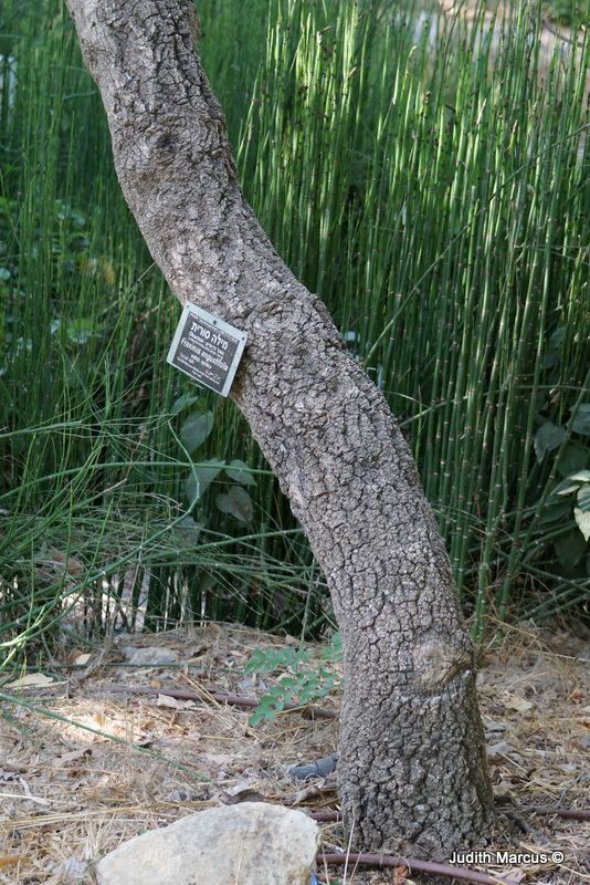 Fraxinus angustifolia subsp. syriaca - Syrian Ash, מילה סורית, מילה  סורית, מילה חדת עלים תת-מין סורי