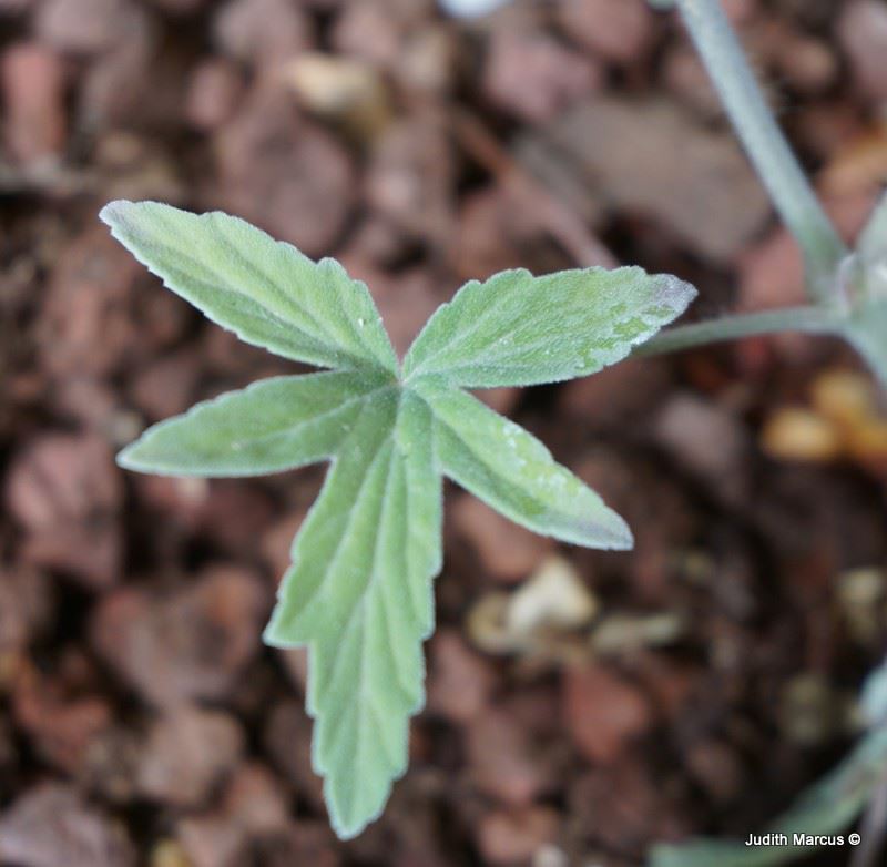 Pelargonium quinquelobatum - פלרגון חמש האונות
