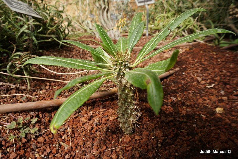 Pachypodium lamerei var. ramosum - Dwarf Madagascar Palm, עב-גזע הרדופי זן מסועף