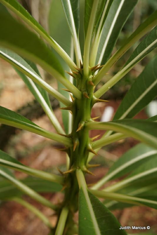 Pachypodium rutenbergianum - Madagascar Palm, עב-גזע רוטנברג
