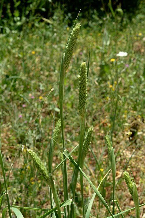 Phalaris aquatica - Tuberous Canary Grass, Bulbous Canary Grass, Harding Grass, חפורית הפקעים, חפורית הפקעים