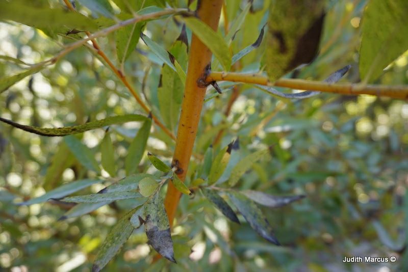 Salix × fragilis 'Helen's Yellow' - ערבה שבירה 'הלנס ילו', ערבה שבירה 'הלנס יילו'
