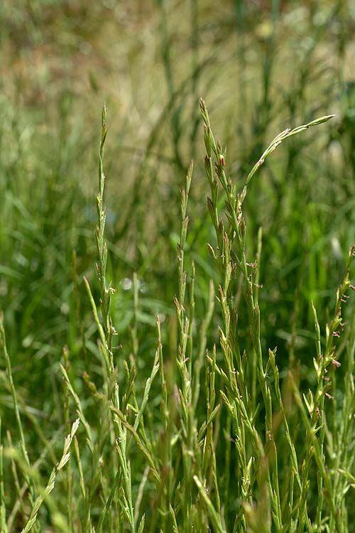 Lolium rigidum - Rigid Ryegrass, Wimmera Ryegrass, זון אשון