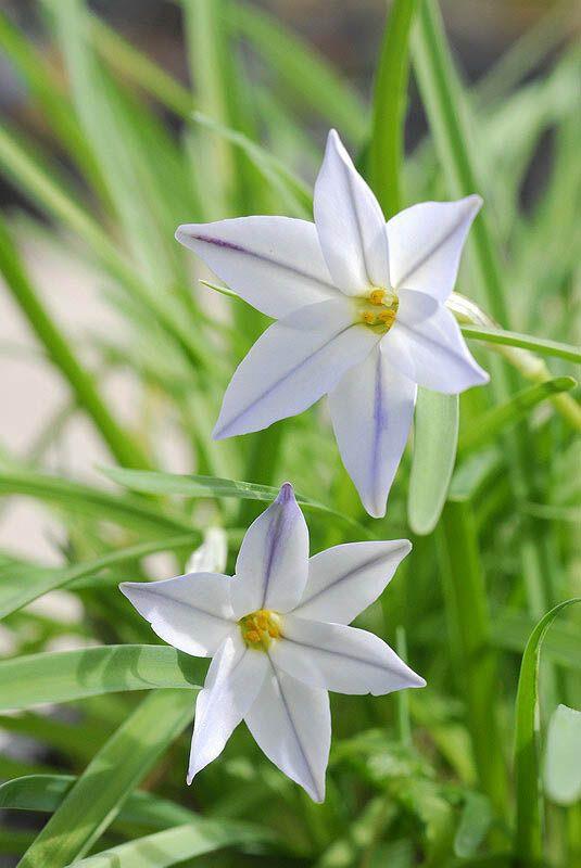 Ipheion uniflorum - Spring Starflower, איפיון חד-פרח, איפיון חד-פרח, מילית חד-פרחית