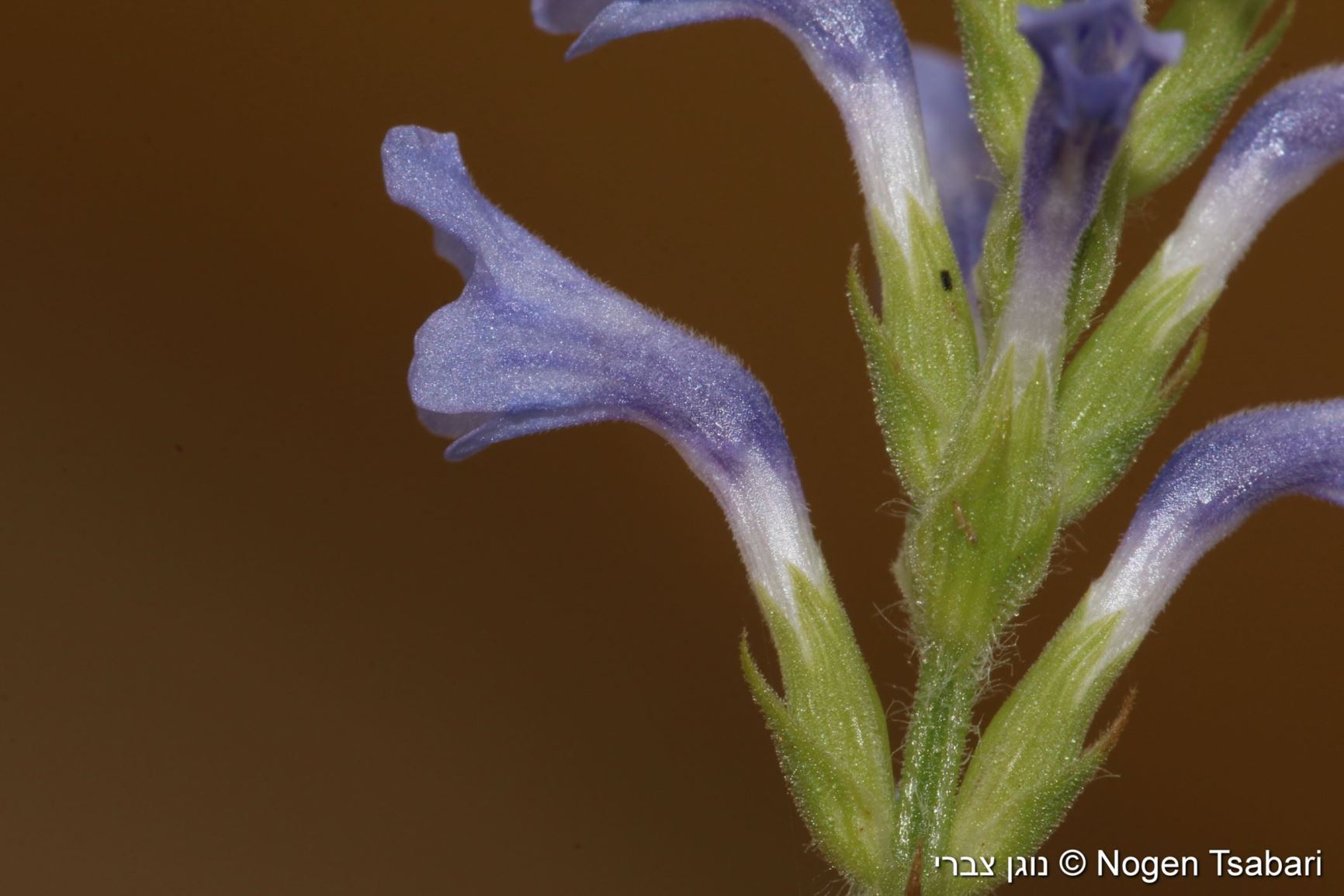 Lavandula pubescens - Downy Lavender, אזוביון שעיר, אזוביון שעיר