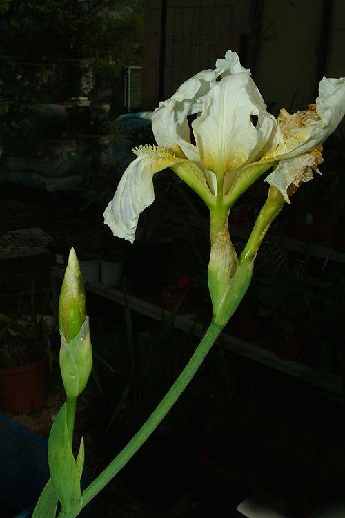 Iris albicans - White Cemetery Iris, White Flag Iris, איריס מלבין, איריס מלבין