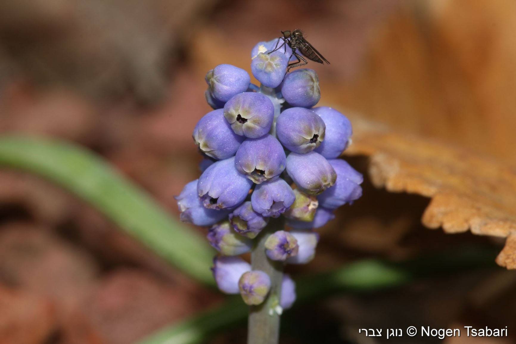 Muscari aucheri - Blue Grape Hyacinth , כדן אושה, כדן אאושר