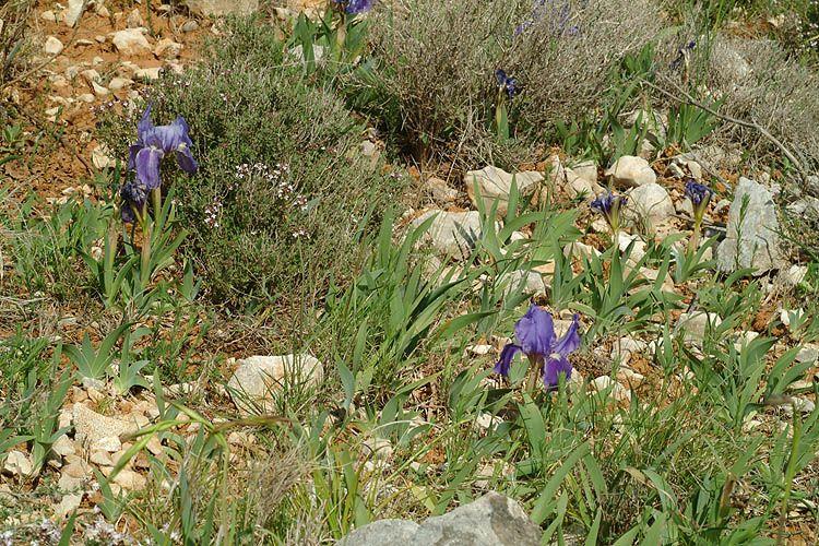 Iris lutescens - Variable Bearded Iris , איריס מצהיב, איריס מצהיב