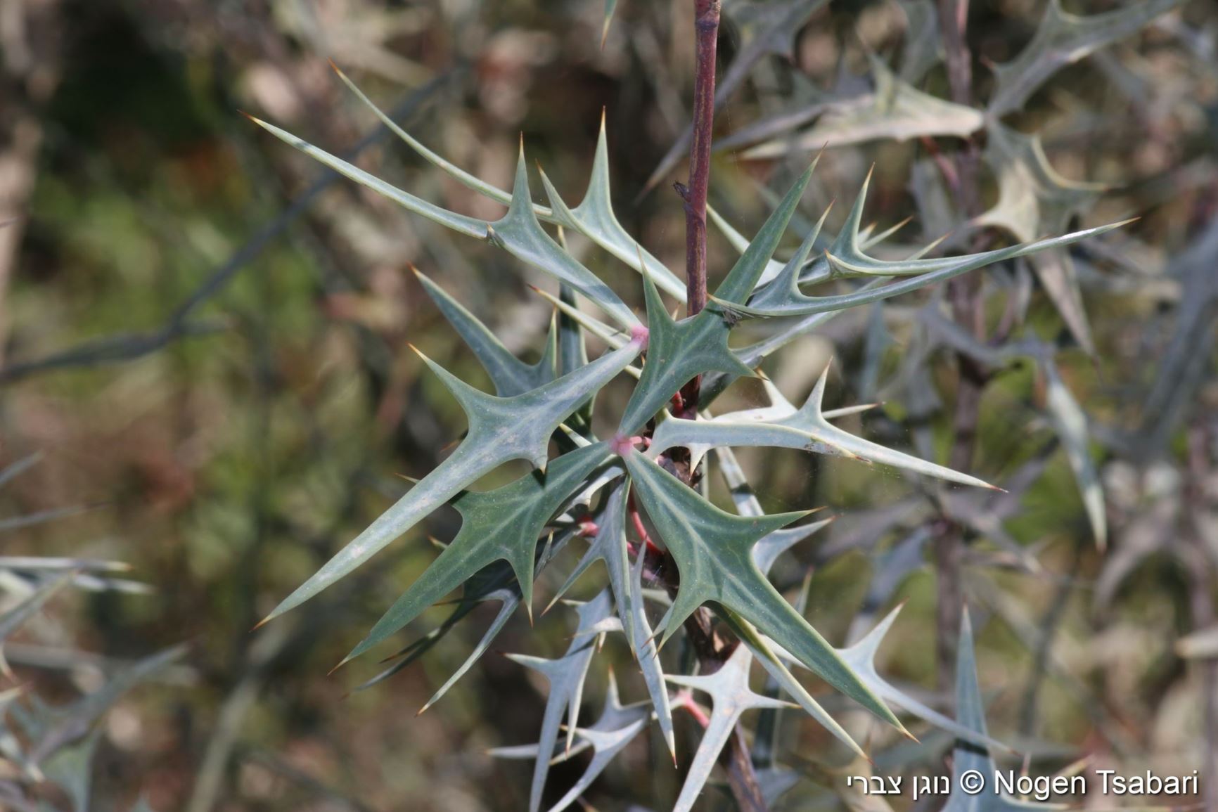 Berberis trifoliata - Agarita mahonia, Desert Barberry, Desert Mahonia, ברברית תלתנית, ברברית תלתנית