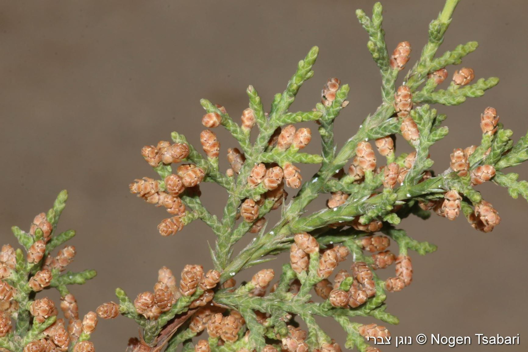 Juniperus Monosperma - One-Seed Juniper, Redberry Juniper, ערער חד-זרעי ...