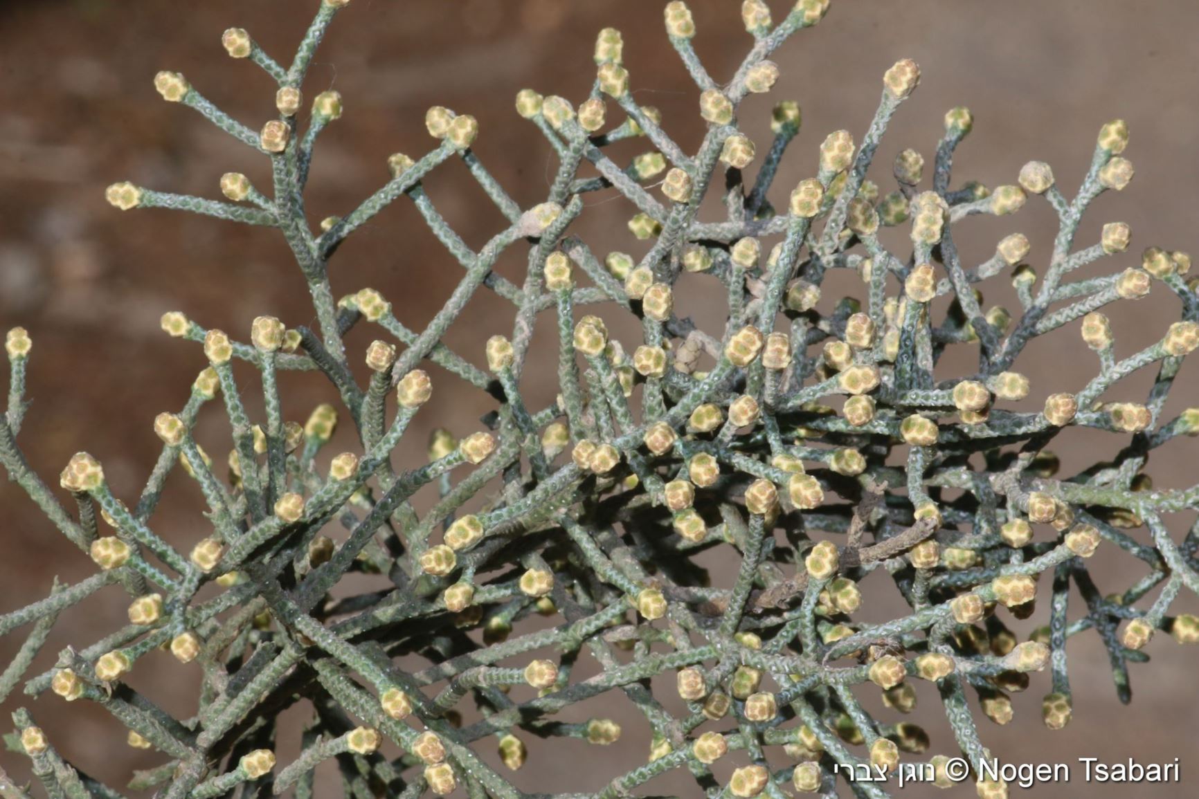 Cupressus arizonica var. glabra