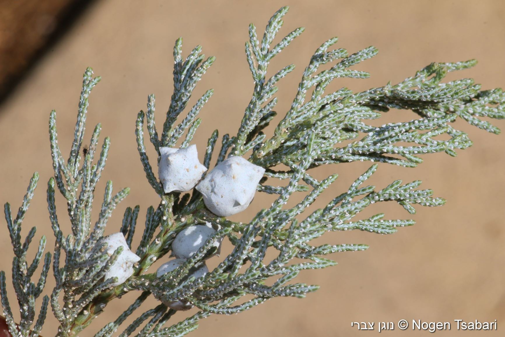 Juniperus deppeana var. pachyphlaea - Alligator Juniper, Checkerbark Juniper, ערער דֶפֶה, ערער דיפאנה זן זן פאכיפלאה