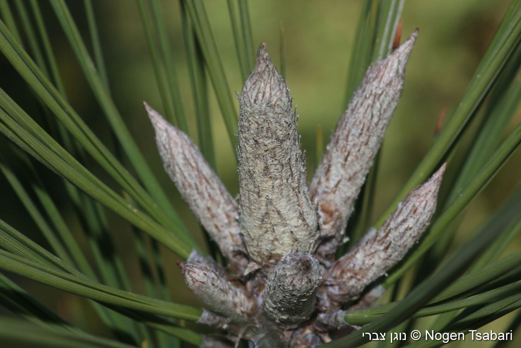 Pinus longaeva - Great Basin Bristlecone Pine, אורן מאריך-חיים