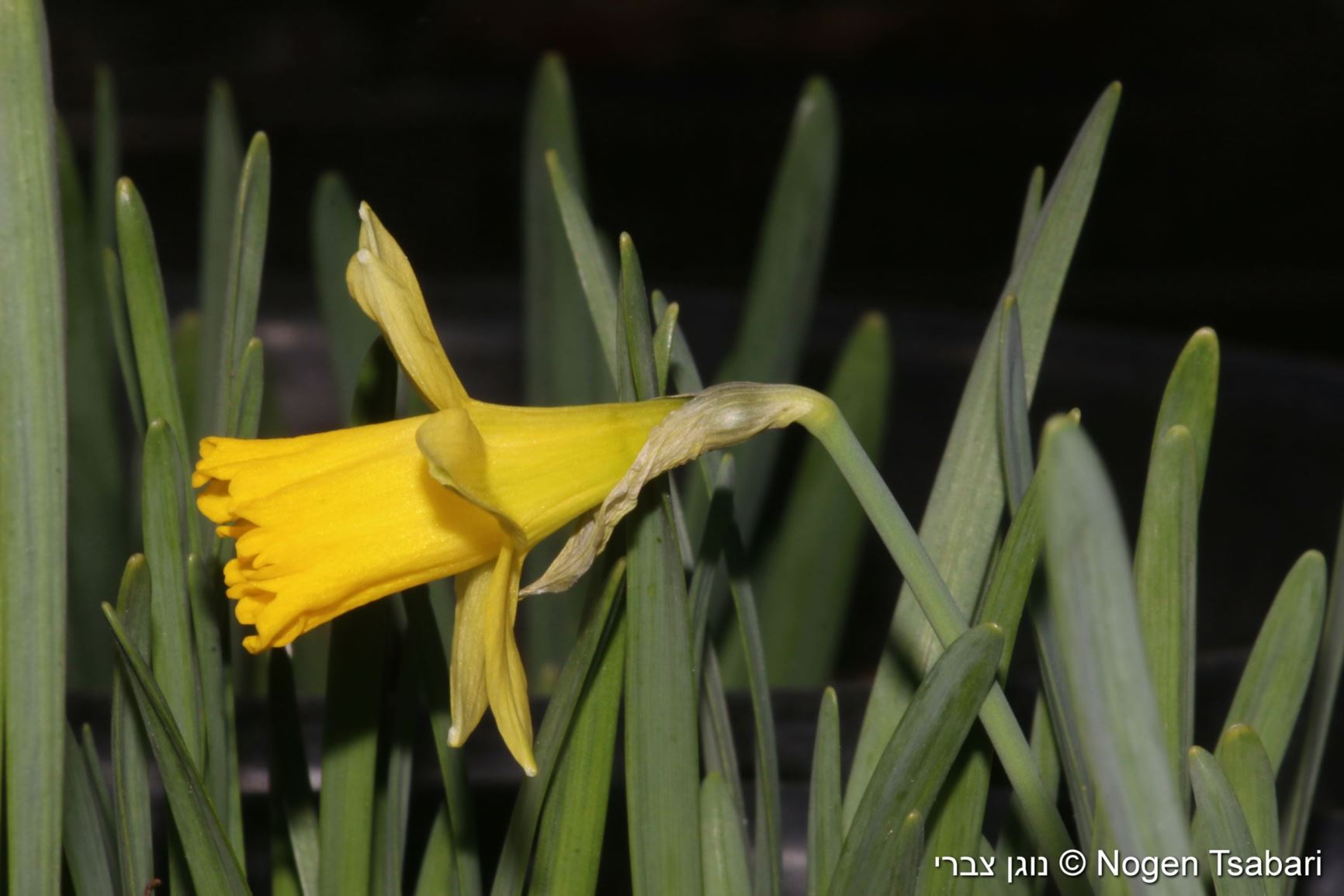 Narcissus 'Rapture' - `Cyclamen-flowered Daffodil 'Rapture', נרקיס רקפתי 'ראפצ'ר'