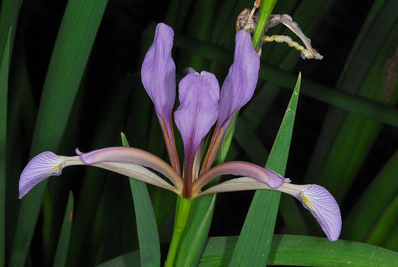 Iris foetidissima var. citrina - איריס אדום-זרעים, איריס אדום-זרעים