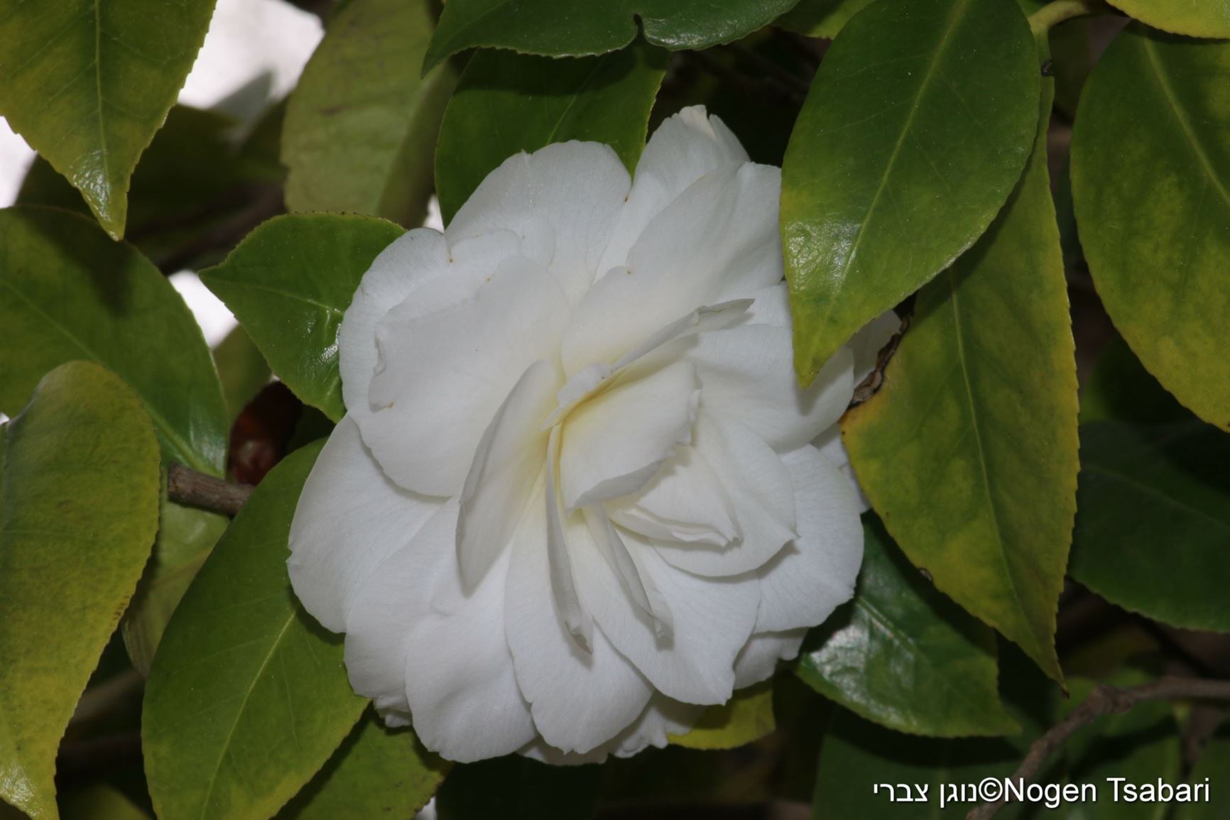 Camellia japonica - Japanese Camellia, קמליה יפנית 'צורות וצבעים', קמליה יפנית