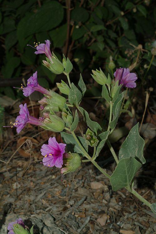 Mirabilis multiflora - Colorado Four O'clock, Showy Four O'clock, Perennial Four O'clock, לילנית רבת-פרחים, לילנית רבת-פרחים