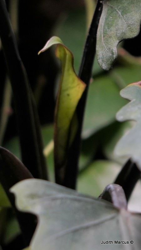 Alocasia lauterbachiana - אלוקסיית לאוטרבך
