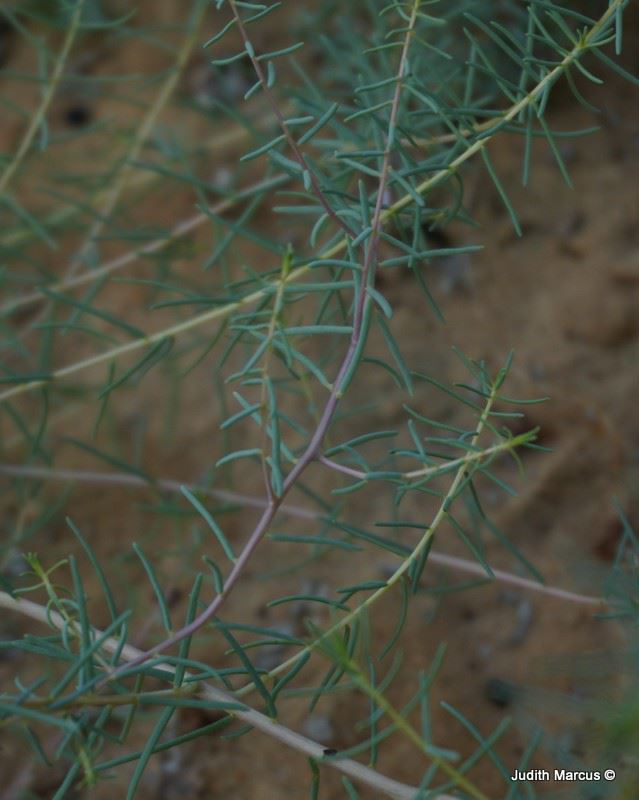 Suaeda fruticosa - Shrubby Seablite, Saltwort, אוכם שיחני