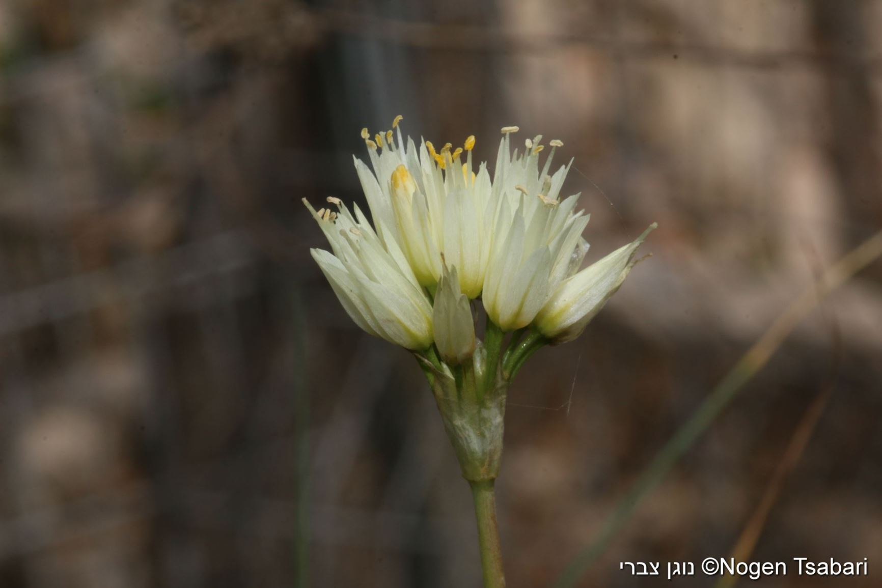 Allium erdelii - Erdel's Garlic, שום ארדל, שום ארדל