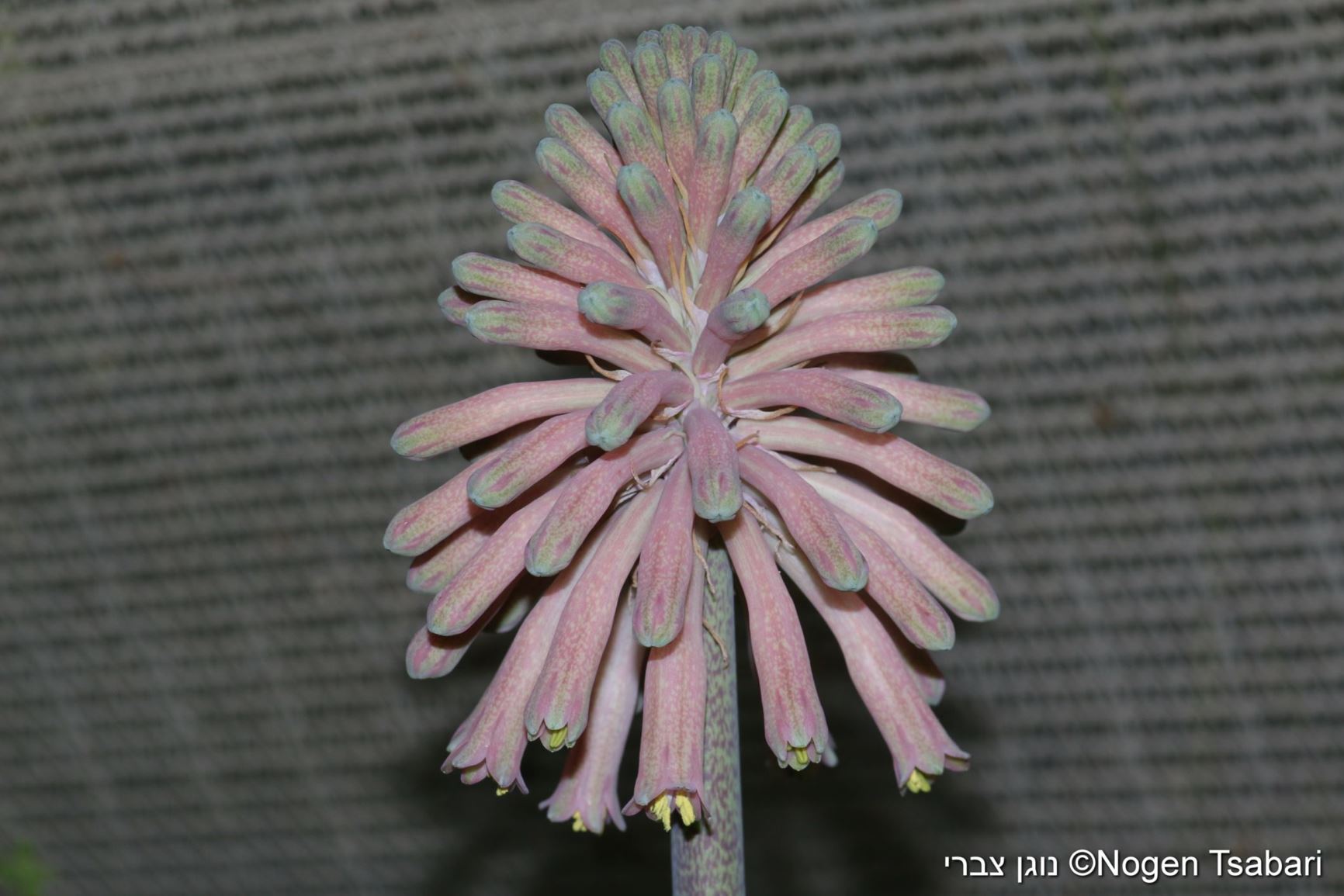 Veltheimia bracteata - Forest Lily, Sand Onion, Winter Red Hot Poker, נויית החפים, נוית החפים