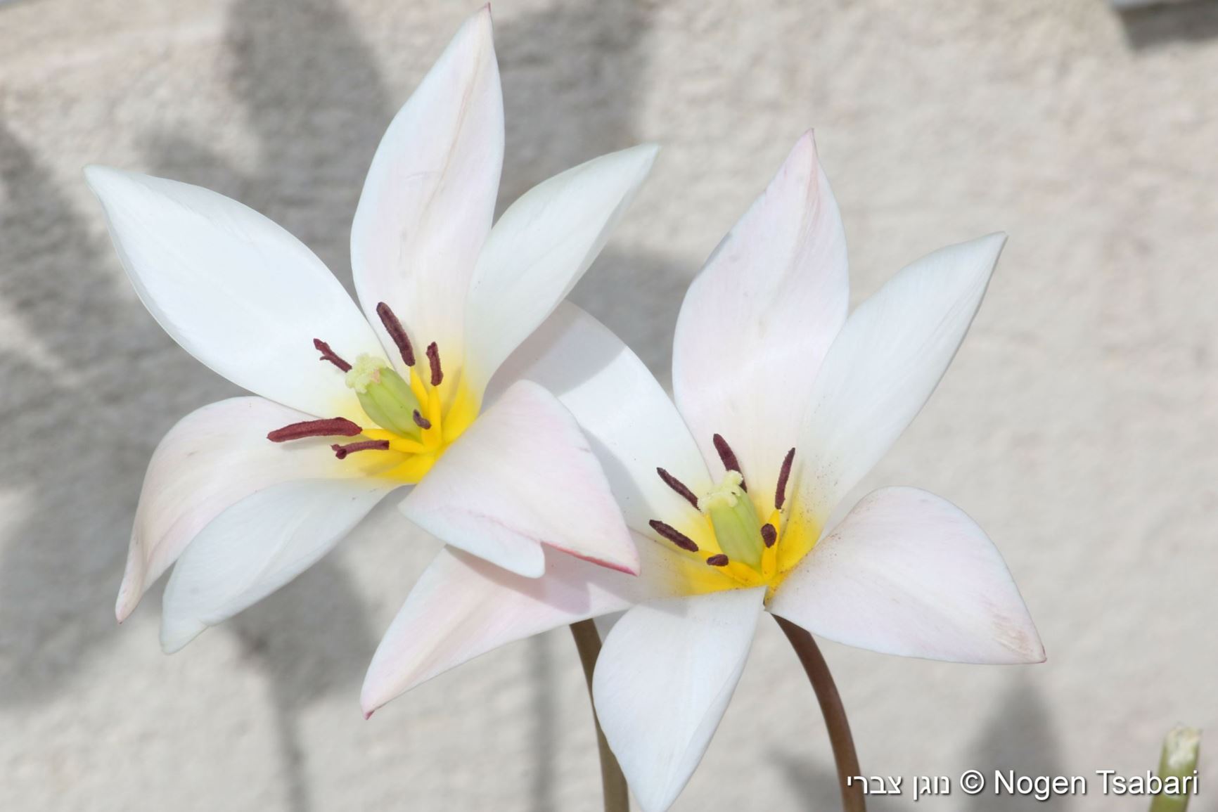 Tulipa clusiana 'Lady Jane' - צבעוני 'ליידי ג'יין'