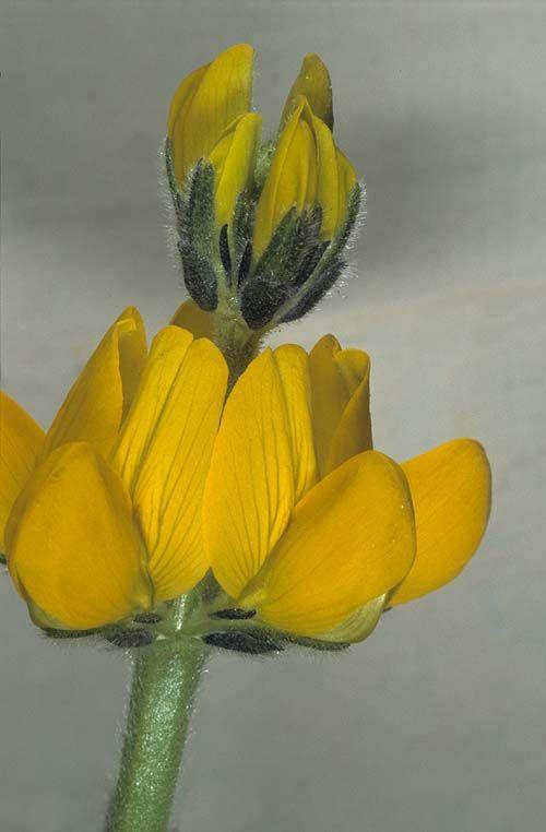 Lupinus luteus - European Yellow Lupin, תורמוס צהוב, תורמוס  צהוב