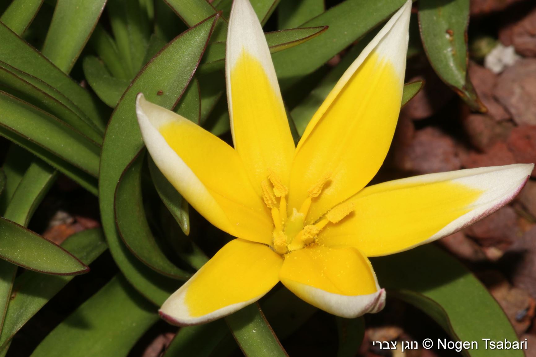 Tulipa Urumiensis Urmiyeh Tulip Late Tulip Tarda Tulip