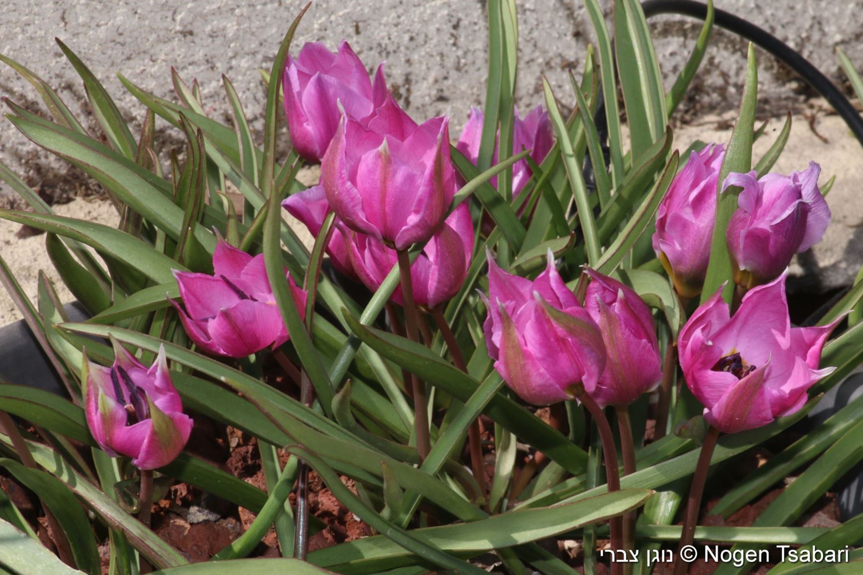 Tulipa humilis 'Helene' - צבעוני נמוך 'הלן'