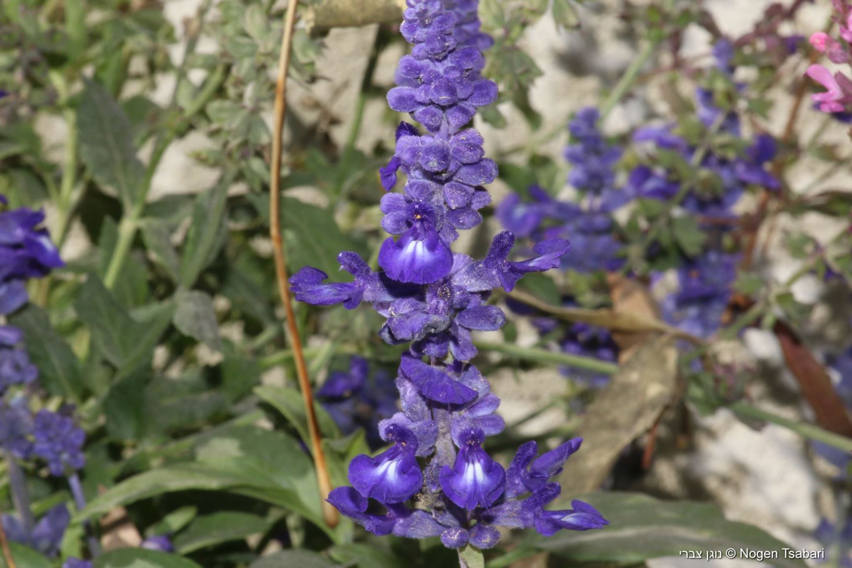 Salvia farinacea - Mealy Sage, Mealy Cup Sage, Mealy Blue Sage, מרווה קמחית, מרווה קמחית