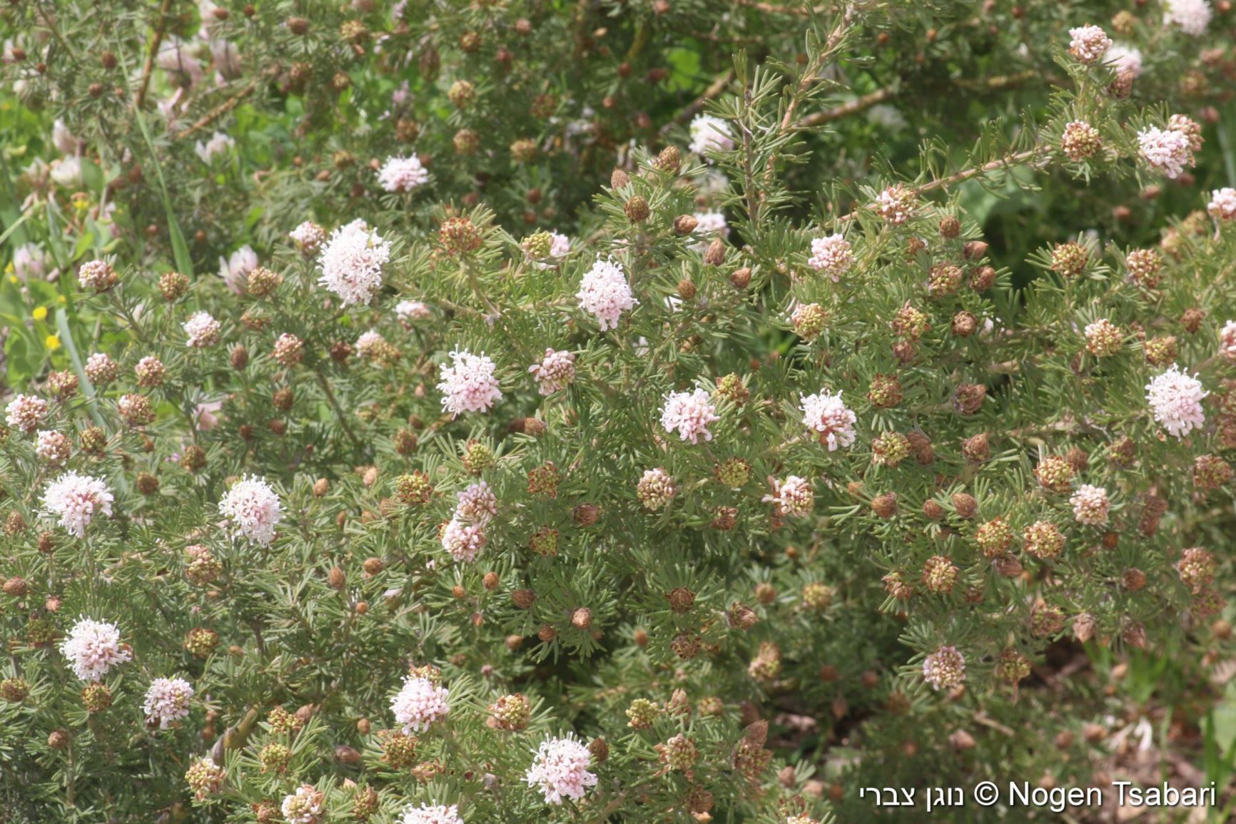 Grevillea crithmifolia - גרווילאה לבנת-פרחים, גרוויאלה לבנת-פרחים | The ...
