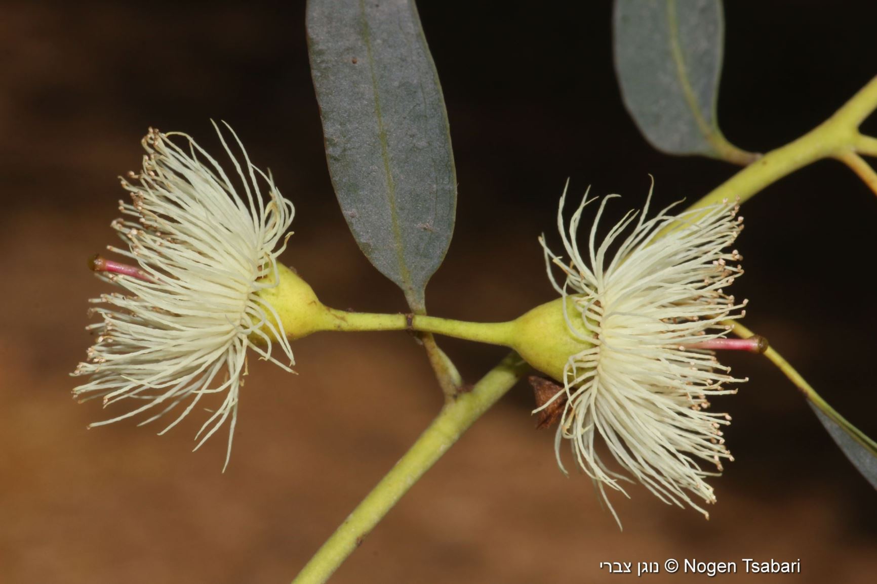 Eucalyptus leucoxylon subsp. megalocarpa - Large-fruited Yellow Gum, איקליפטוס בהיר-קליפה תת-מין גדול-פרי, איקליפטוס בהיר-קליפה