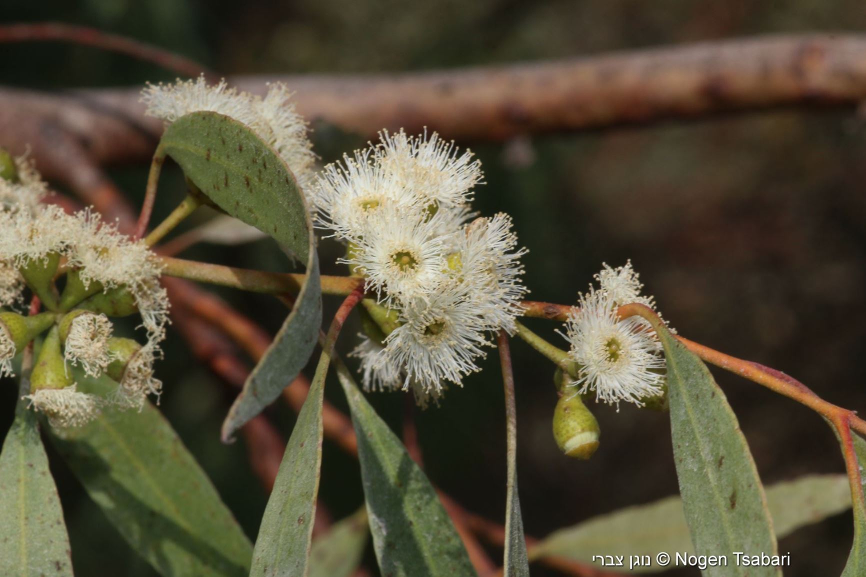 Eucalyptus porosa - Mallee Box, Quorn Mallee, איקליפטוס נקבובי ...