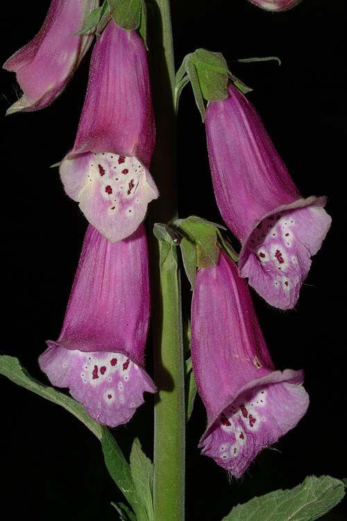 Digitalis purpurea 'Alba' - White Foxglove, אצבעונית ארגמנית 'לבן', אצבעונית ארגמנית 'לבן'